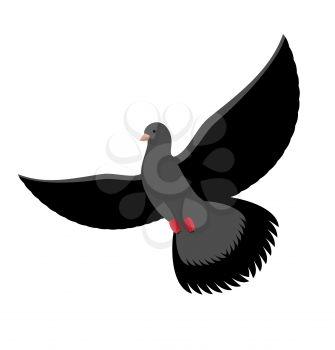 Black dove isolated. Dark pigeon on white background. Bird flying
