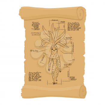 Ancient scroll  of Mandrake root. Archaic papyrus of Legendary plant. Old scheme. Secret Invention of Leonardo da Vinci. Vintage document