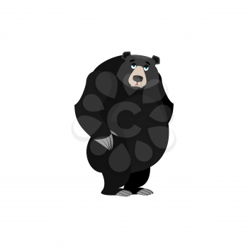 Baribal sad Emoji. American Black Bear wailful emotion isolated