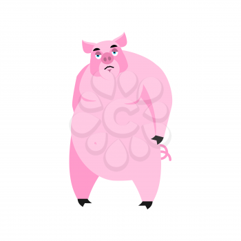 Pig sad Emoji. piggy sorrowful emotion on white background. Farm animal