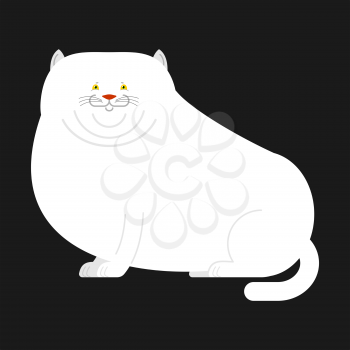 Fat white cat isolated. Big Thick pet home
