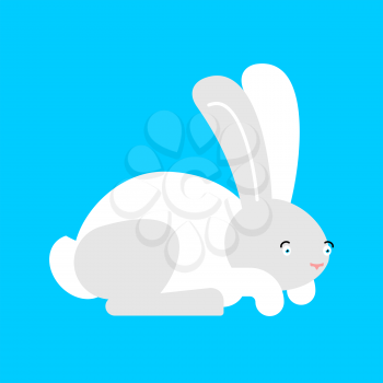 White Rabbit isolated. cute Hare. bunny Animal
