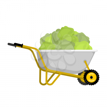 Wheelbarrow and cabbage. vegetables in garden trolley. big harvest Vector Illustration