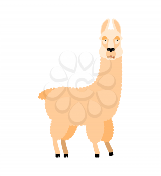 Lama Alpaca was confused emotions. Animal is perplexed. Beast surprise. Vector illustration

