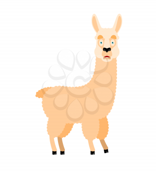 Lama Alpaca scared OMG. Animal Oh my God emoji. Frightened beast. Vector illustration
