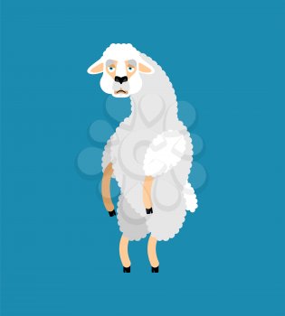 Lama Alpaca sad. Animal sorrowful emoji. Vector illustration
