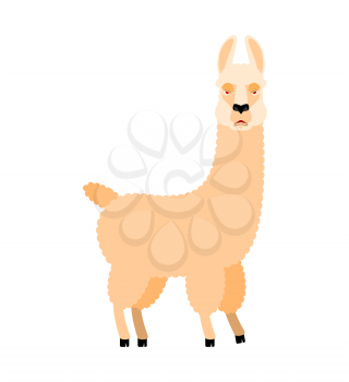 Lama Alpaca angry. Animal evil emoji. Vector illustration
