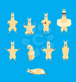 Lama Alpaca set poses and motion. Animal happy and yoga. Beast sleeping and angry. guilty and sad. Vector illustration