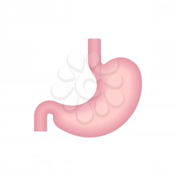 Stomach isolated. Belly icon. Internal organ sign. Vector illustration