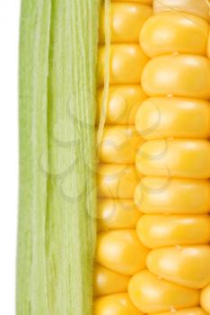 ripe yellow corn isolated on white background
