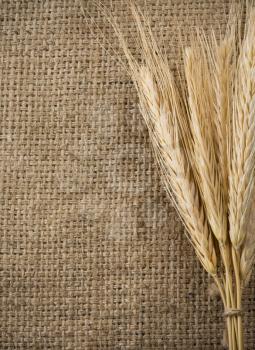 wheat grain and sack as background texture