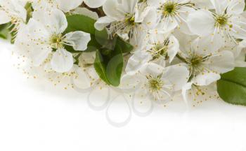 blossom branch isolated on white background