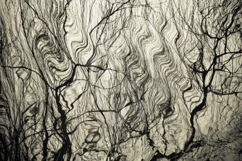 water surface with ripples and tree branch reflection