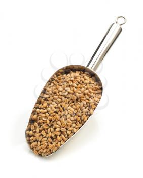 wheat grain in scoop isolated on white background
