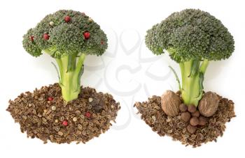 broccoli and spices isolated  on white background
