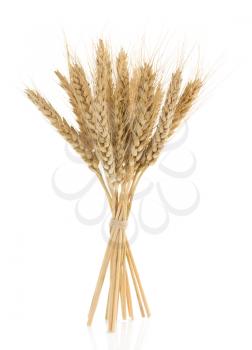 ears of wheat isolated on white background
