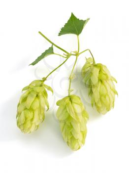 hop cones isolated on white background