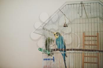 Cage for a parrot against a wall.