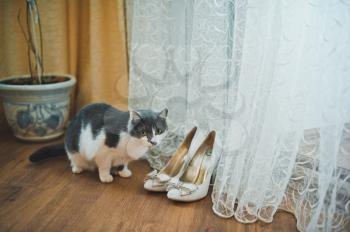 The cat looks at shoes.