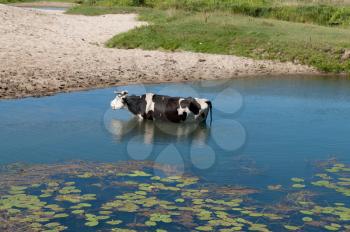 Cow in the river among water lilies and sand.