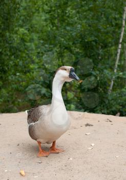 Goose on a beach. Walked on sand near to the lake.
