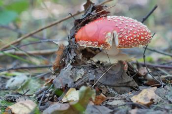 Fly agaric and leaf. The poisonous mushroom making the way among old leaves.
