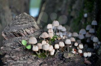 Poganka on hemp. Group of white small inedible mushrooms on the foozle.
