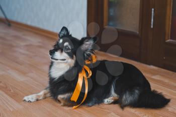 Room dog with an orange bow.