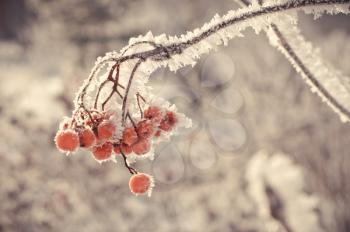 Winter berry.
Bush of a red mountain ash in an ice coverlet.
