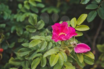 Dog rose flower.