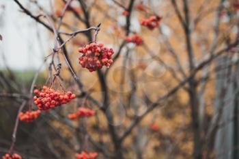 Branch with mountain ash berries before winter.