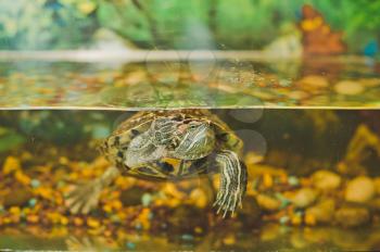 The small turtle floats in an aquarium.