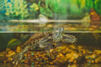 The small turtle floats in an aquarium.