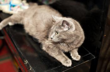 Gray cat of Siamese breed on a piano.