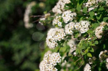 Bushes of white blossoming plants.