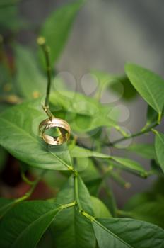 Wedding rings on a lemon branch.