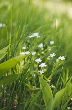 White daisy among a green grass.
