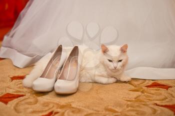 Dress of the bride and the white cat lying at feet.