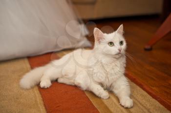 White fluffy cat lying on a room floor.