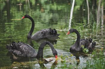 Three black swans in a pond.