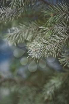 Photo of winter fir trees branches.
