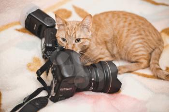 Curious red cat and camera.