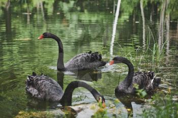 Black swans swim on the pond.