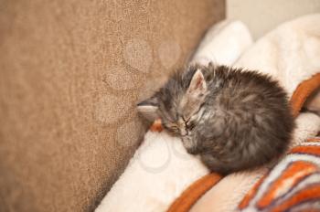 small and fluffy kitten sleeping on a chair.