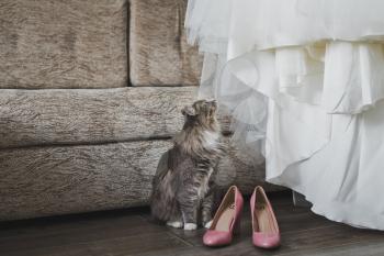 The cat examines a wedding dress.