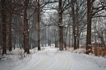 The winter road with traces from cars the leader through the wood.