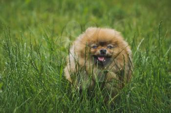 Chihuahua runs among the green grass.