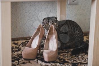 The cat sniffs womens shoes.