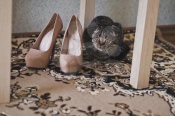 The cat sniffs womens shoes.