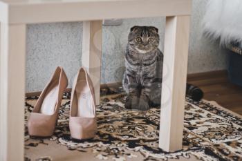 Cat sits near the shoes for the wedding.